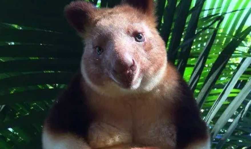 New Guinea Tree Kangaroo: The Enigmatic 'Mosaic' Animal of the Forest
