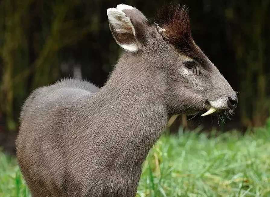 Tufted Deer: A Small, Elusive Deer Species Discovered in Central China