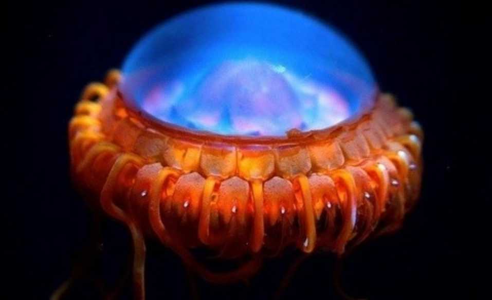 The Alarm Jellyfish: Ocean’s Bioluminescent Sentinel with a Flashing Defense Mechanism