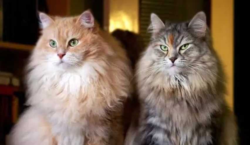 The Siberian Cat: Russia’s Majestic Forest Feline with a Royal Heritage