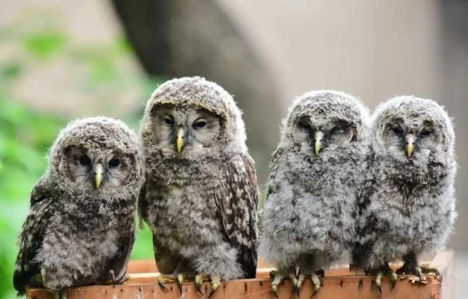 The Eurasian Eagle-Owl: A Majestic Raptor with a Scruffy Adolescence