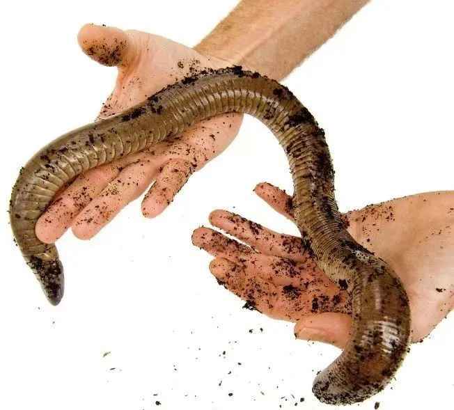 Mexican Caecilian: A Vulnerable Amphibian Hiding in Soil